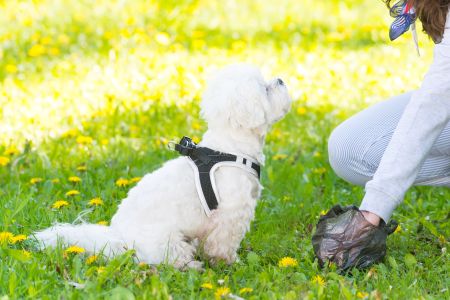 Pet Waste Removal for Busy Families: One-Time Cleanup vs. Recurring Service